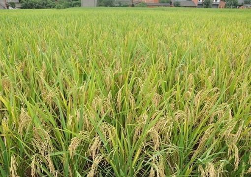 点击查看详细信息<br>标题：   阅读次数：2896