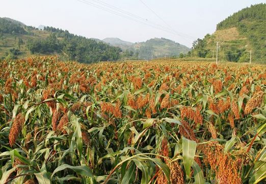 点击查看详细信息<br>标题：   阅读次数：2977